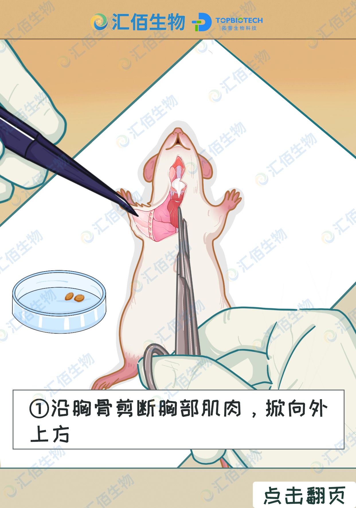 01步骤一,沿胸骨剪断胸部肌肉，掀向外 上方1.jpg
